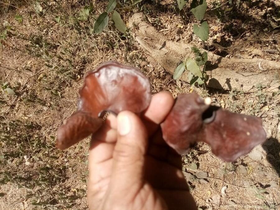 Enterolobium cyclocarpum flower