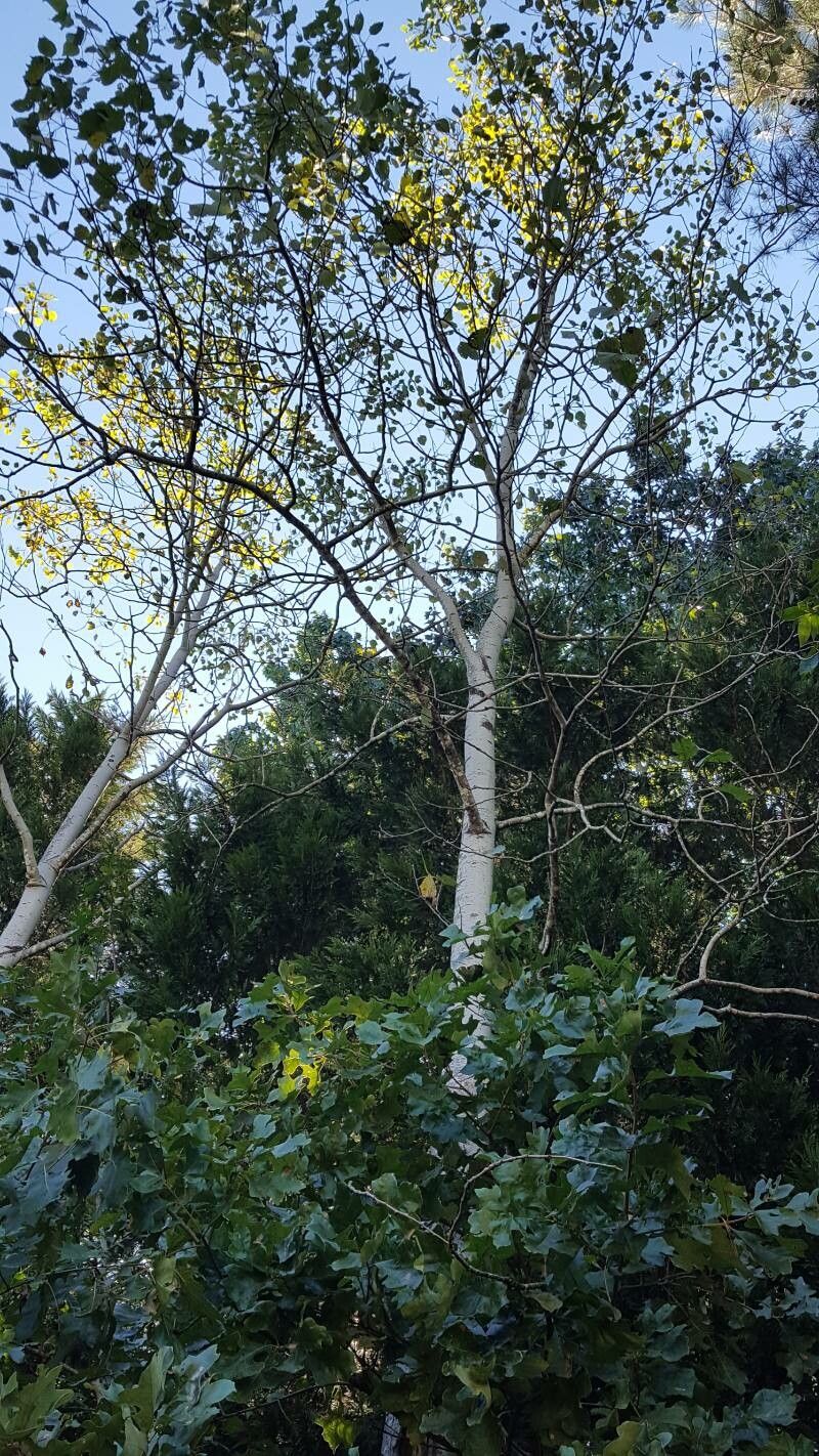 Populus grandidentata habit