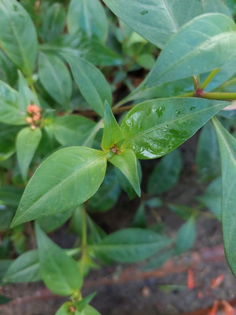 Cuphea subuligera — search result for 'Cuphea'