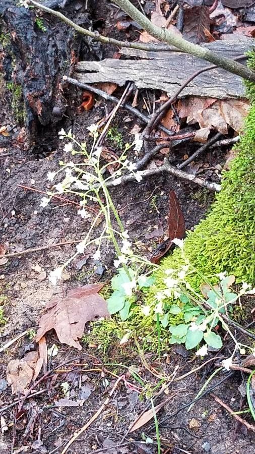 Micranthes micranthidifolia — houseplant care guide