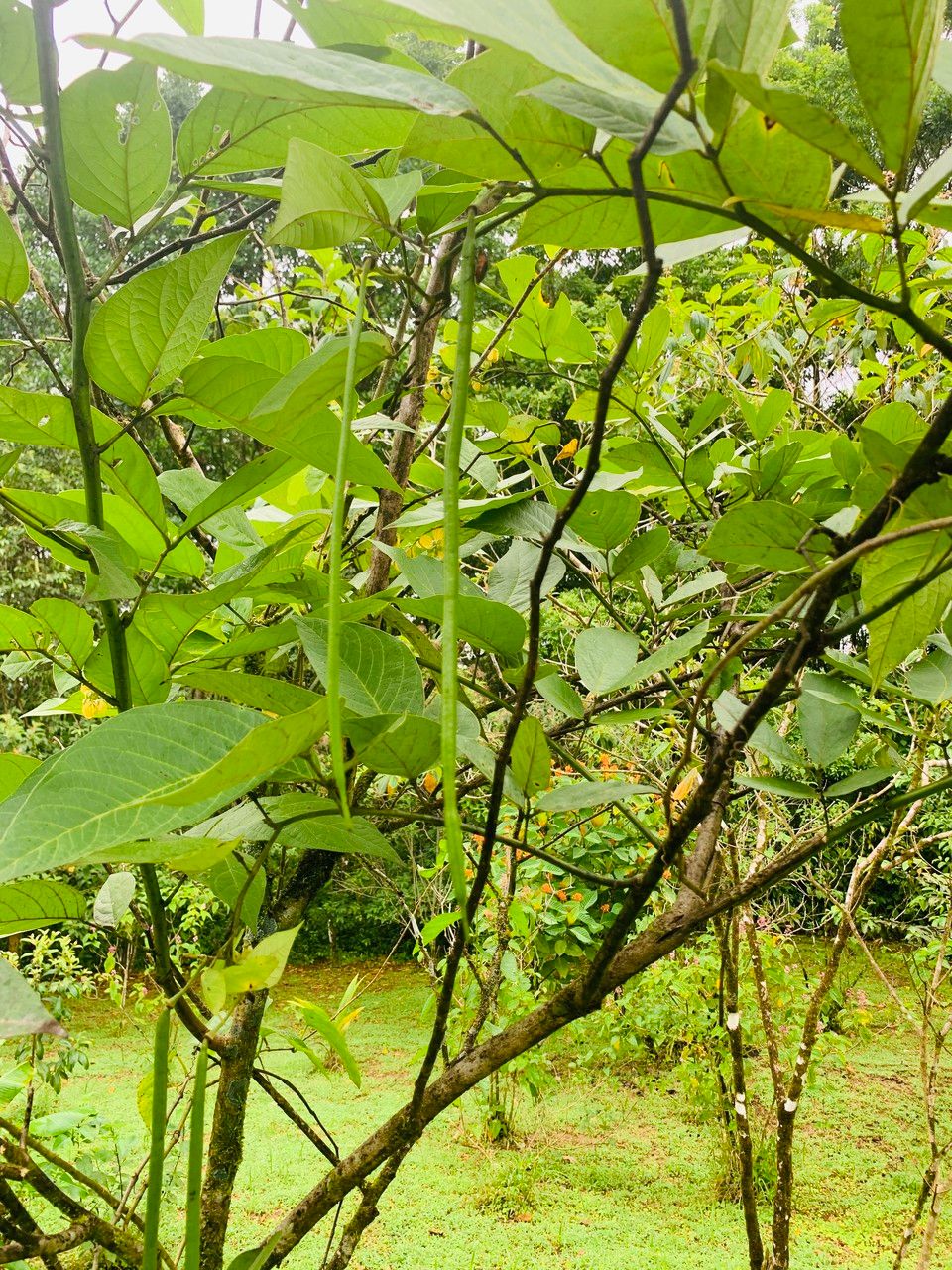 Senna papillosa fruit