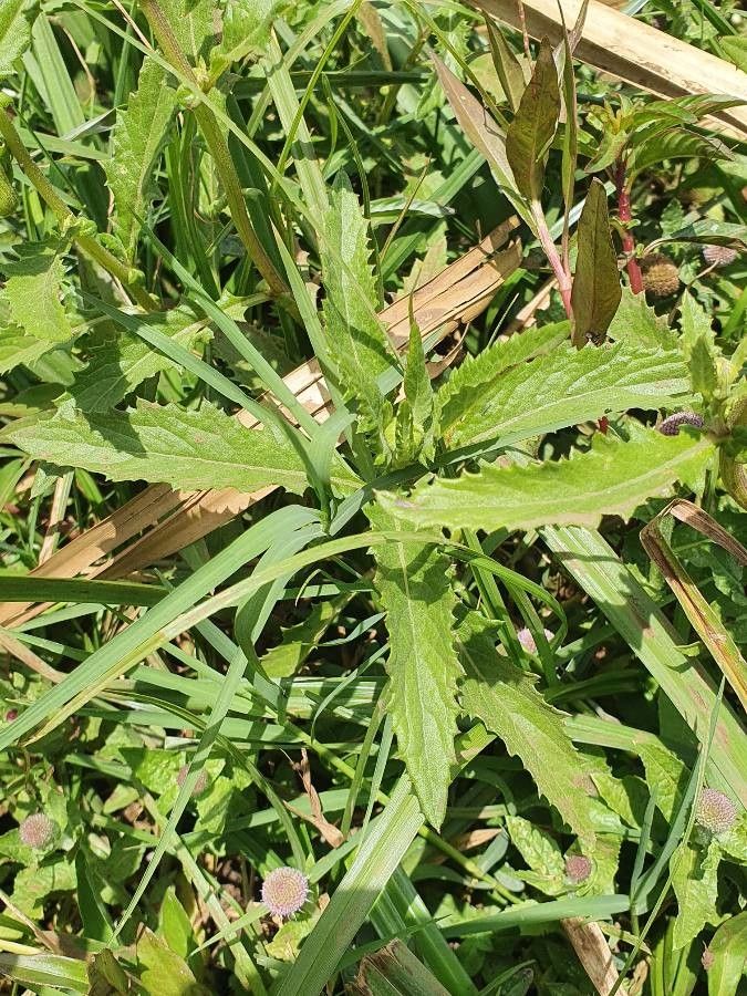 Crassocephalum picridifolium leaf