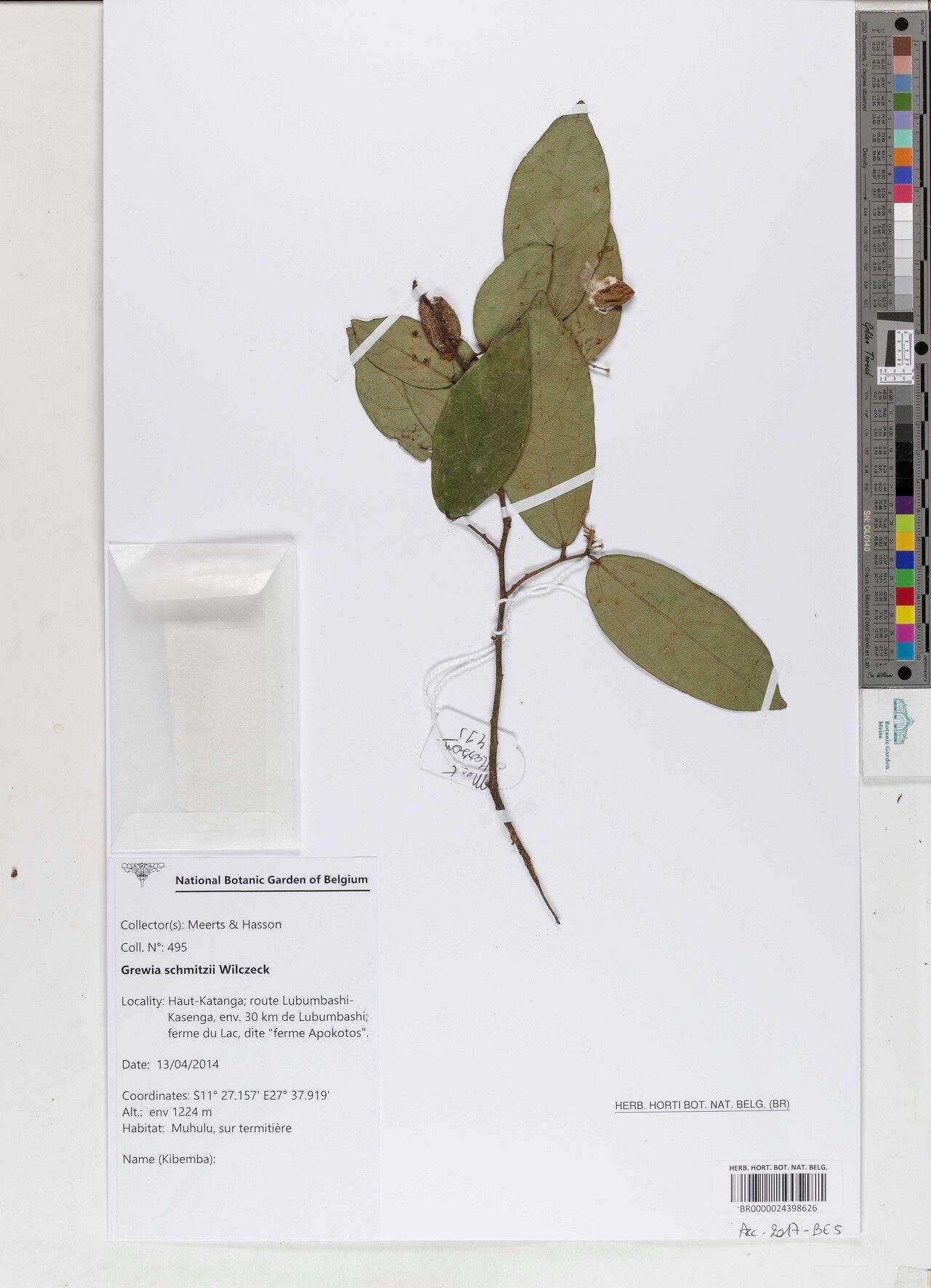 Grewia schmitzii — houseplant care guide