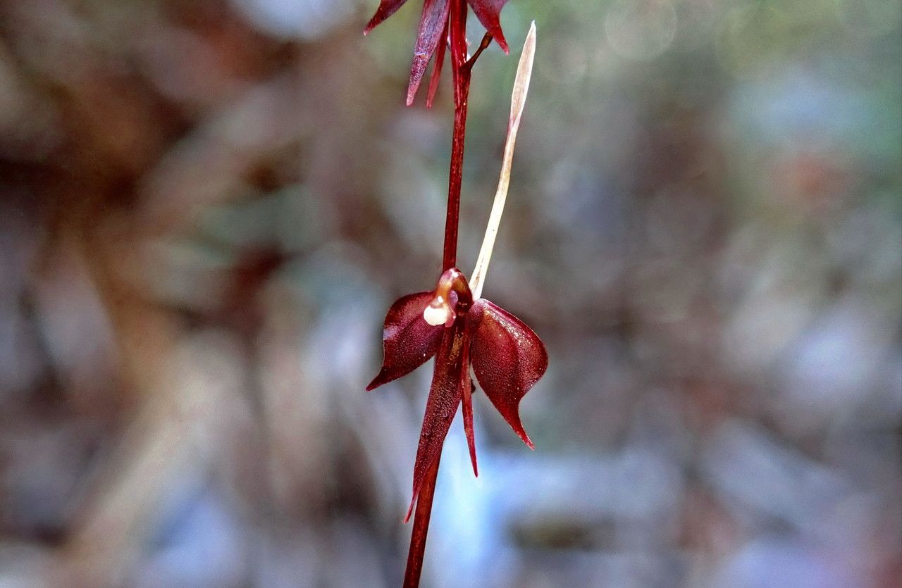 Acianthus tenuilabris flower