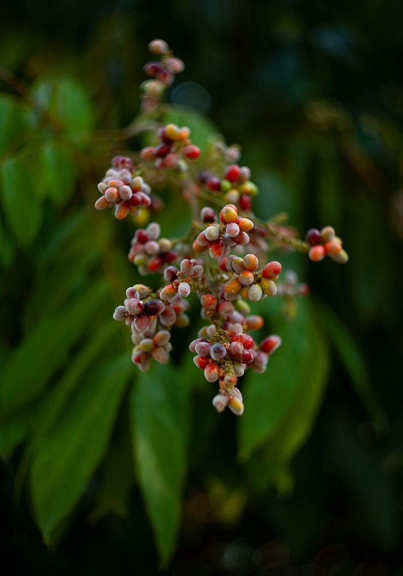 Lepisanthes rubiginosa fruit