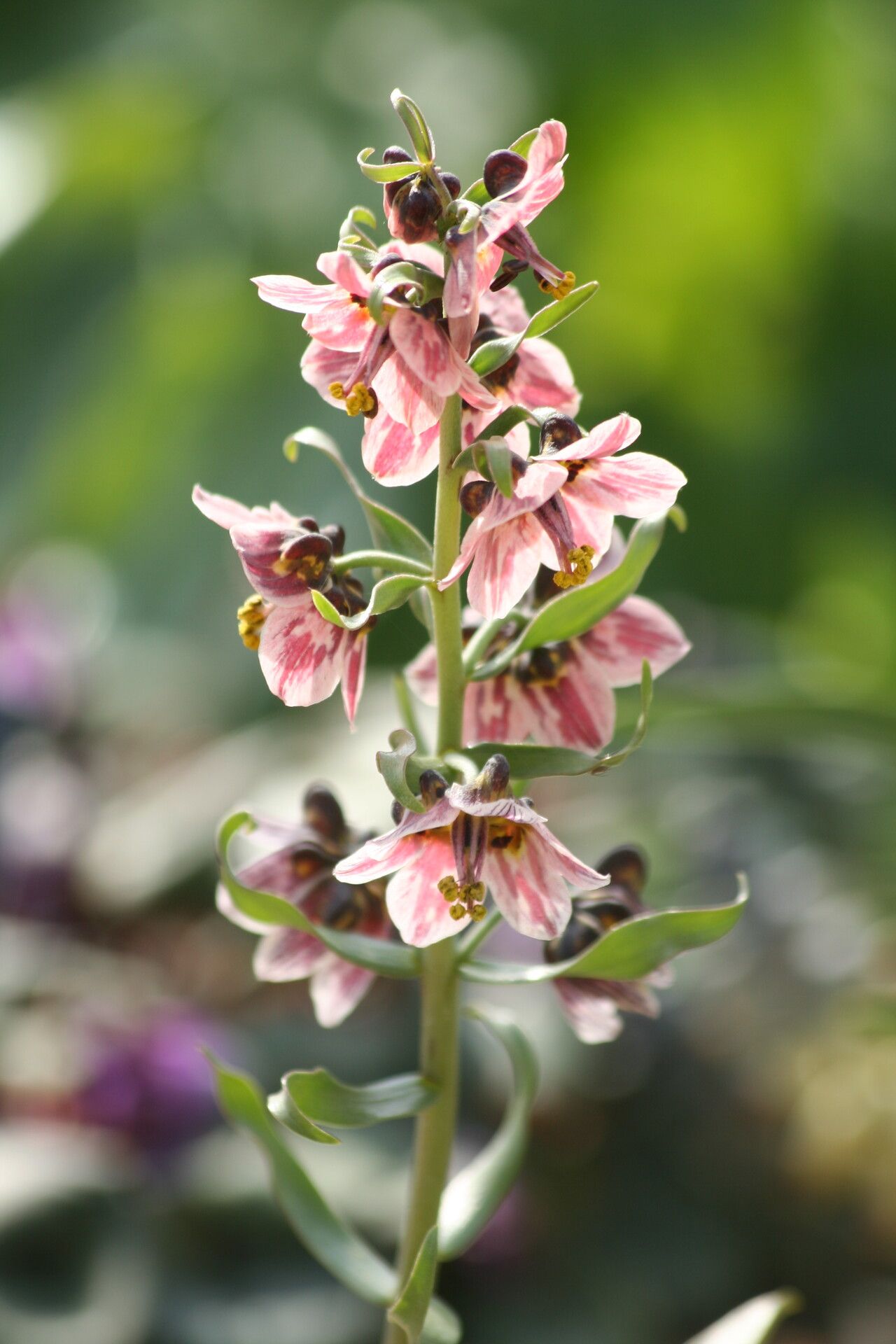 Fritillaria karelinii — search result for 'Fritillaria'