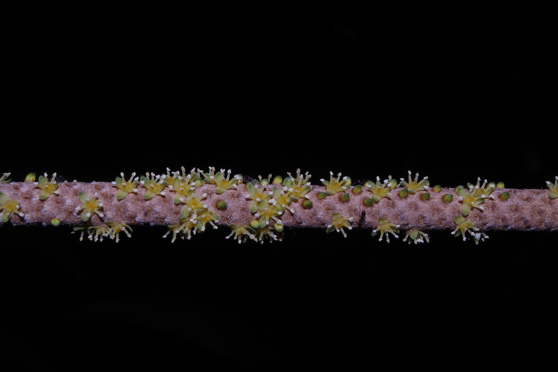 Podococcus acaulis flower