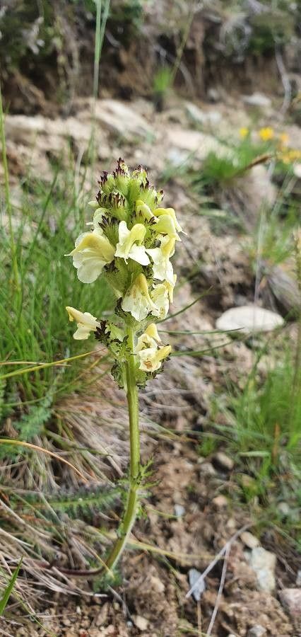 Pedicularis tuberosa flower