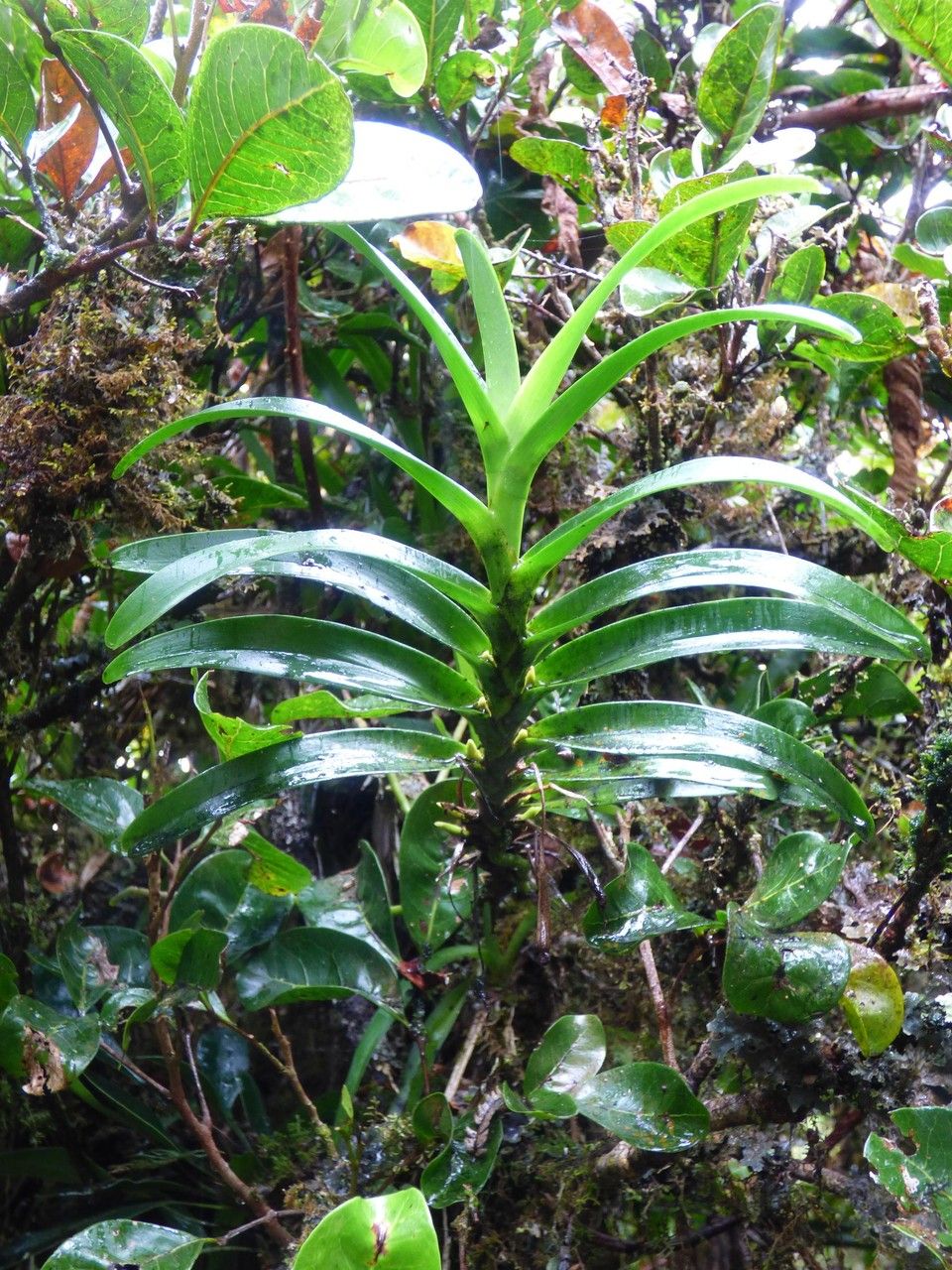 Jumellea bosseri — houseplant care guide