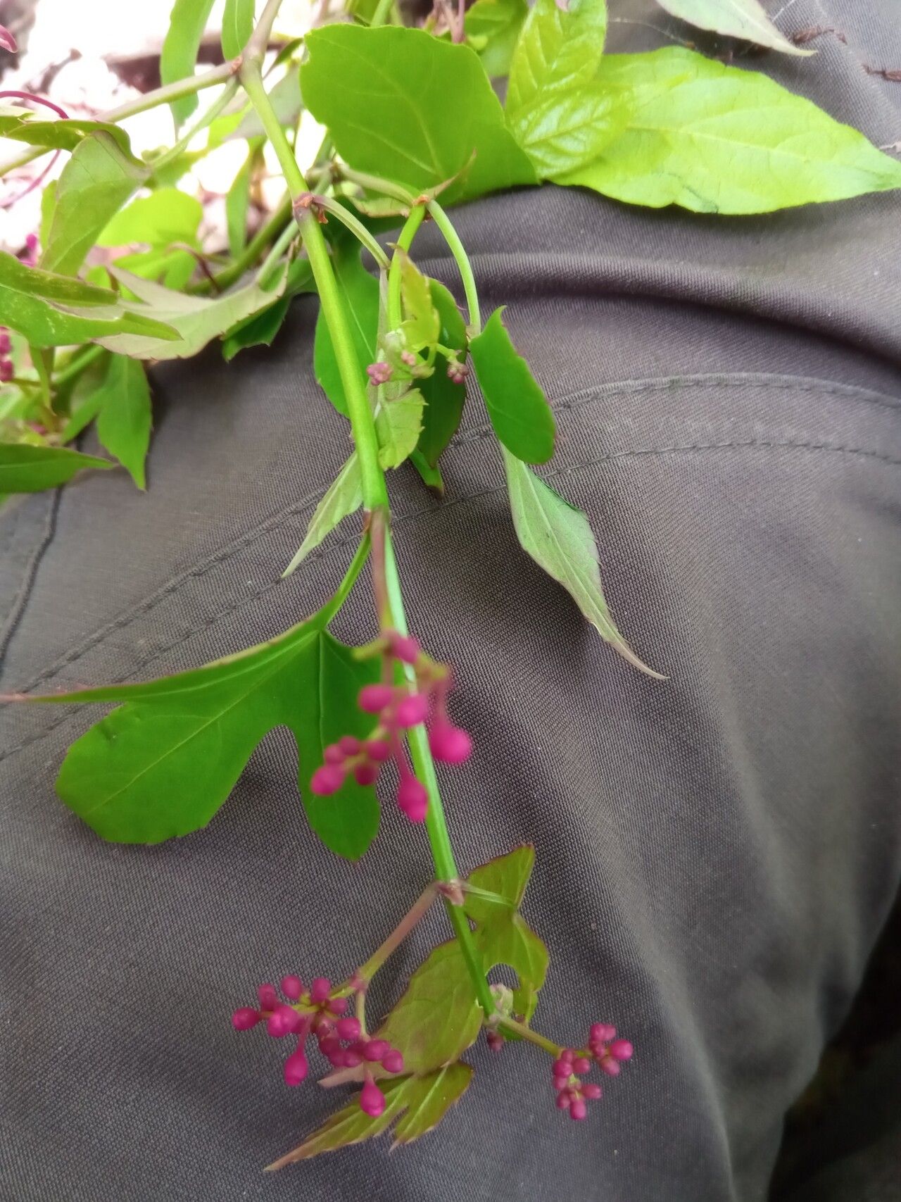 Cissus polita flower