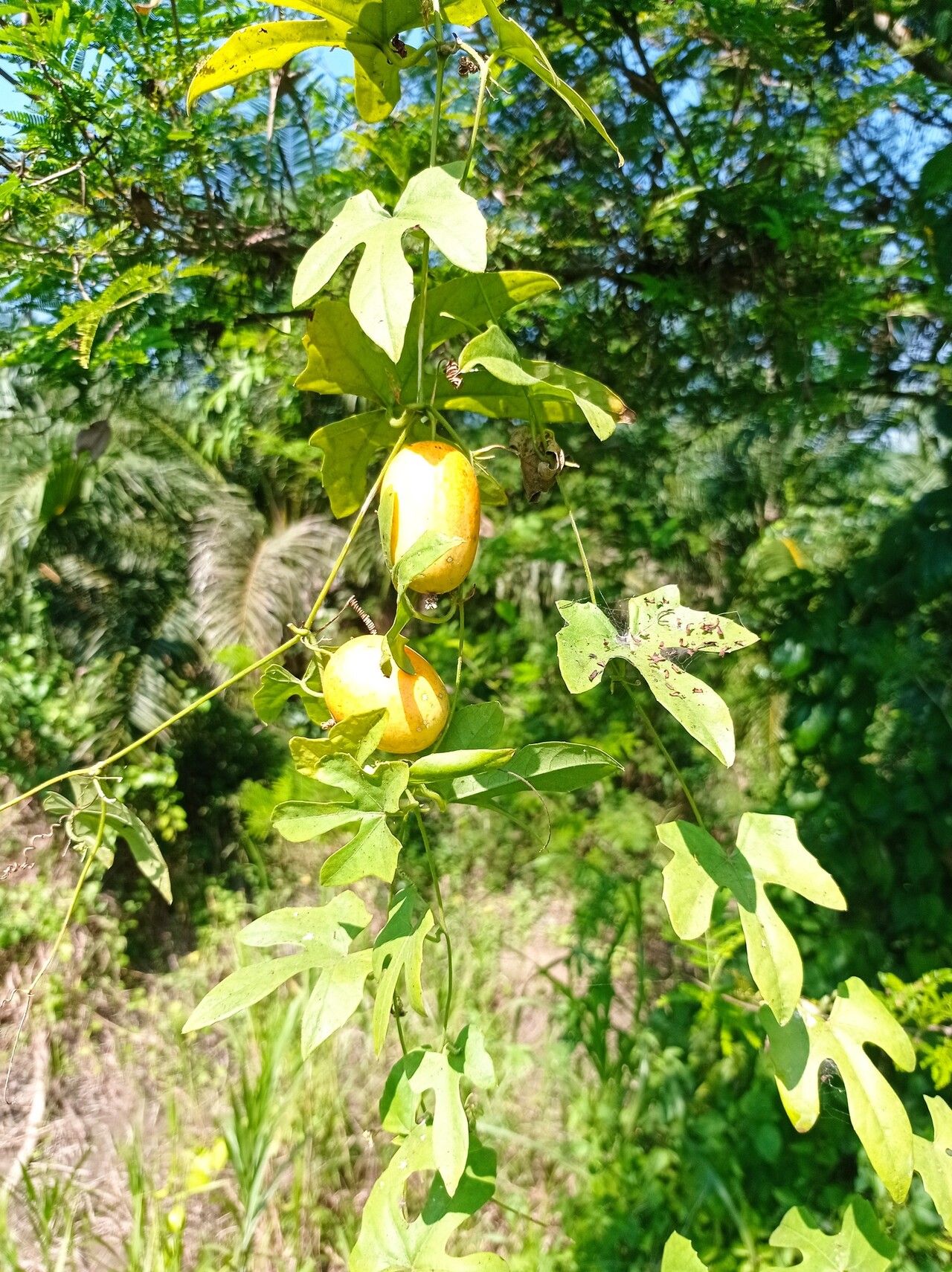 Melothria trilobata — houseplant care guide