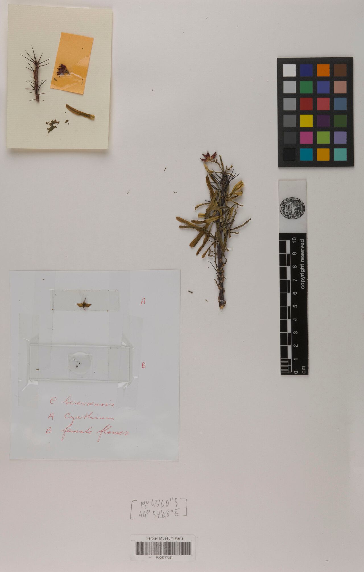 Euphorbia berevoensis — houseplant care guide