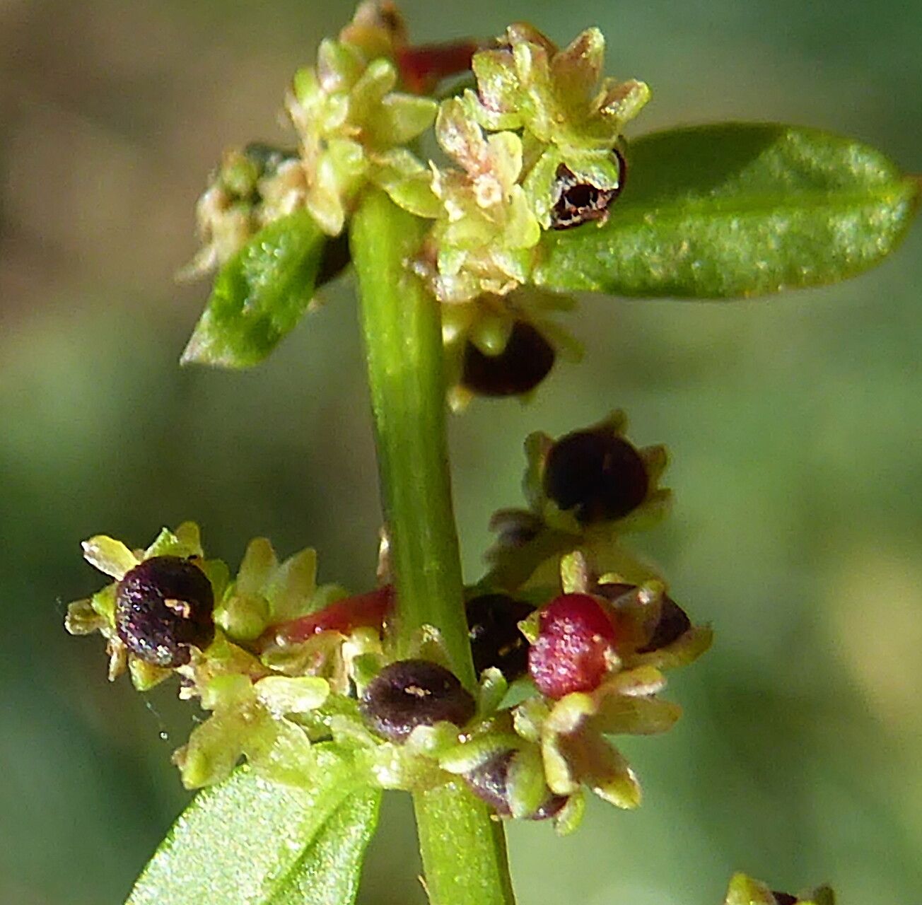 Lipandra polysperma flower