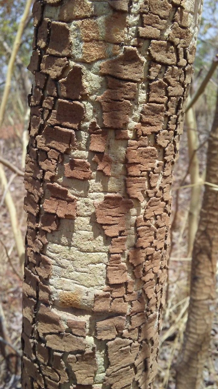 Detarium microcarpum bark