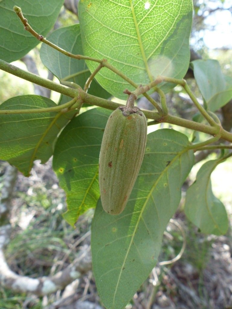 Parsonsia scabra flower