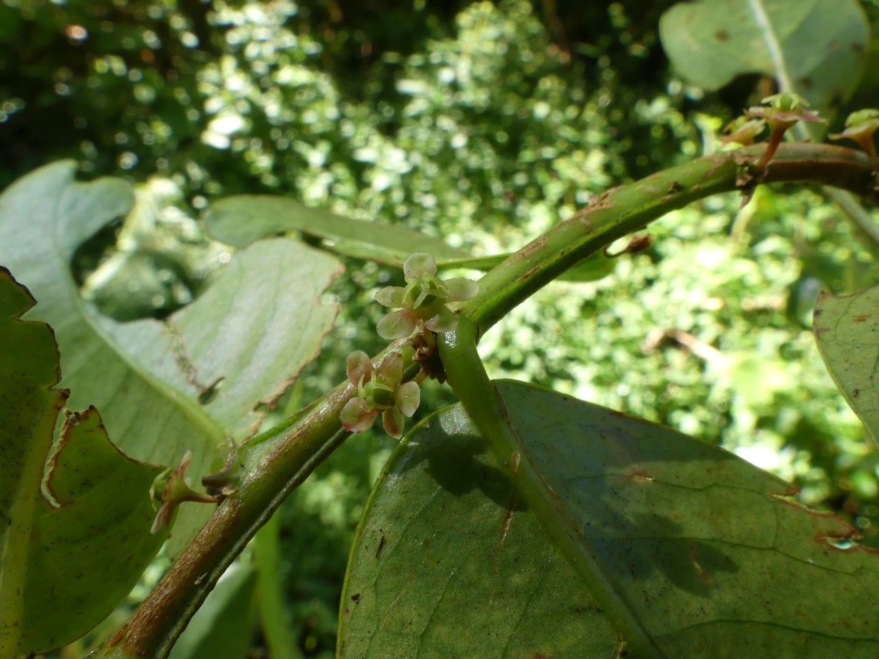 Phyllanthus phillyreifolius flower
