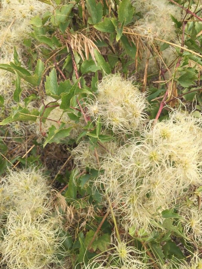 Clematis ligusticifolia fruit