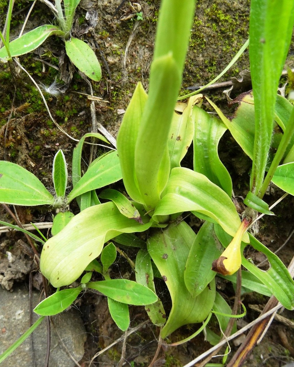 Orchis anthropophora leaf