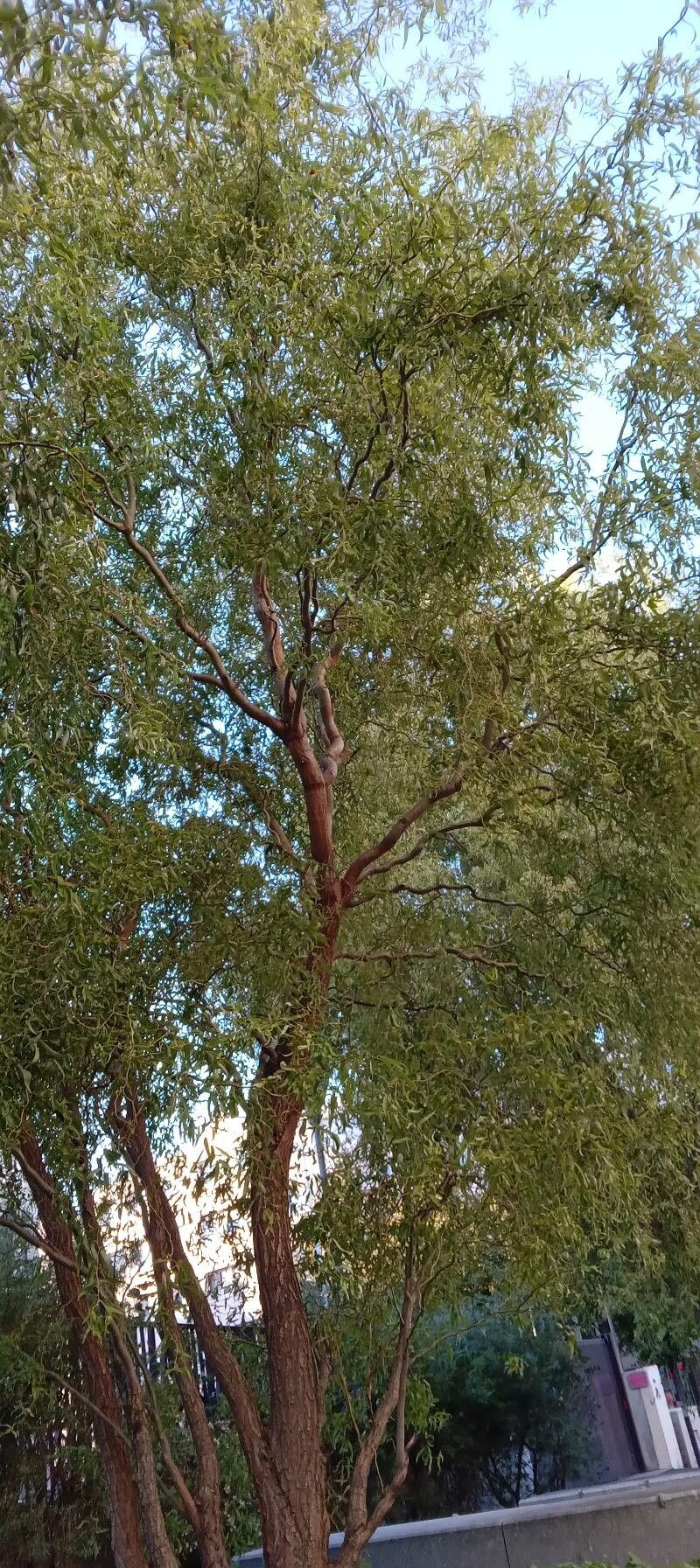 Salix matsudana habit