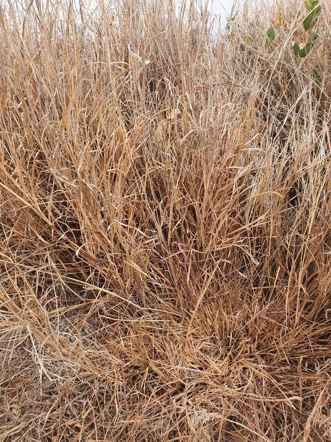 Cenchrus stramineus — houseplant care guide