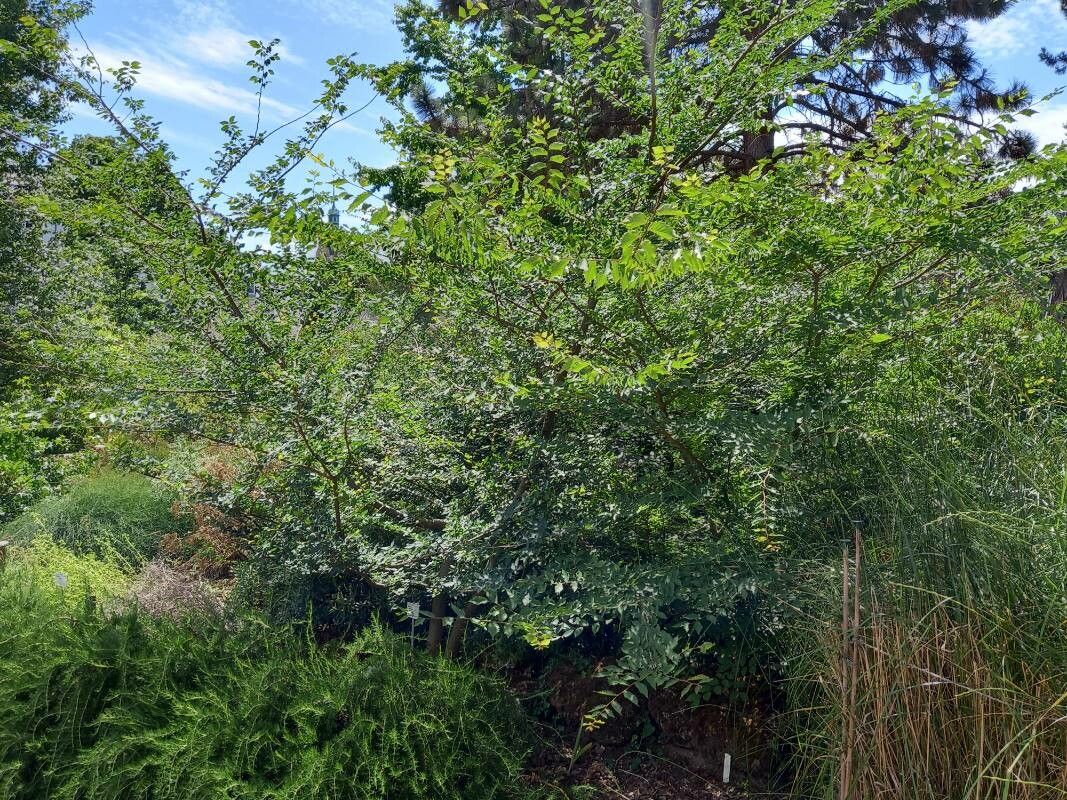 Zelkova abelicea habit