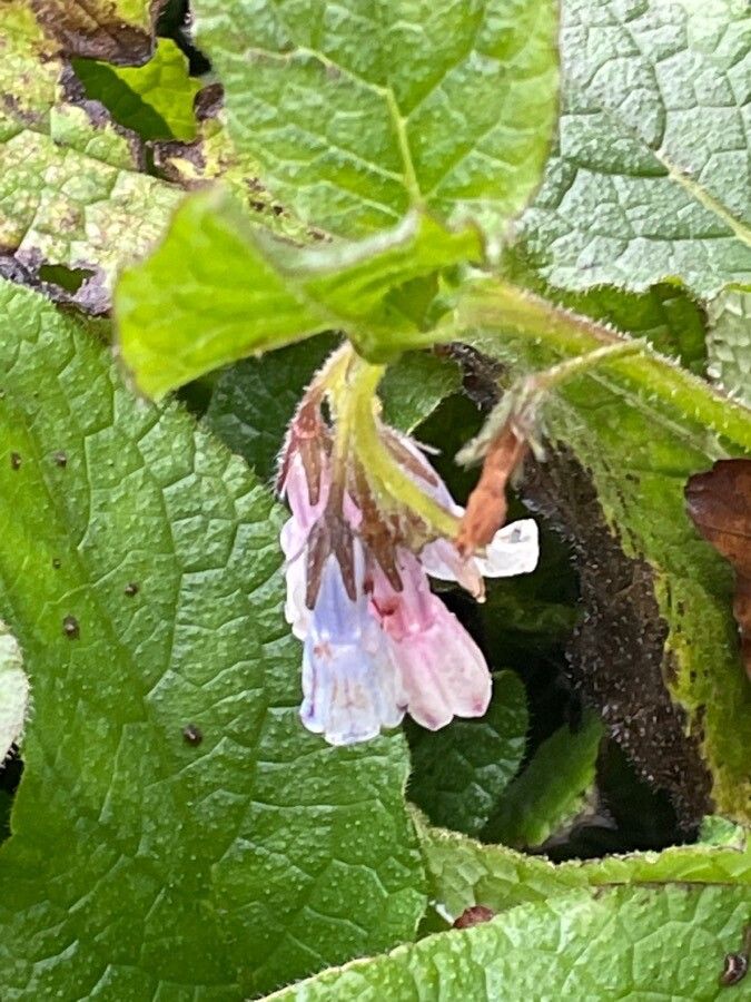 Symphytum grandiflorum flower