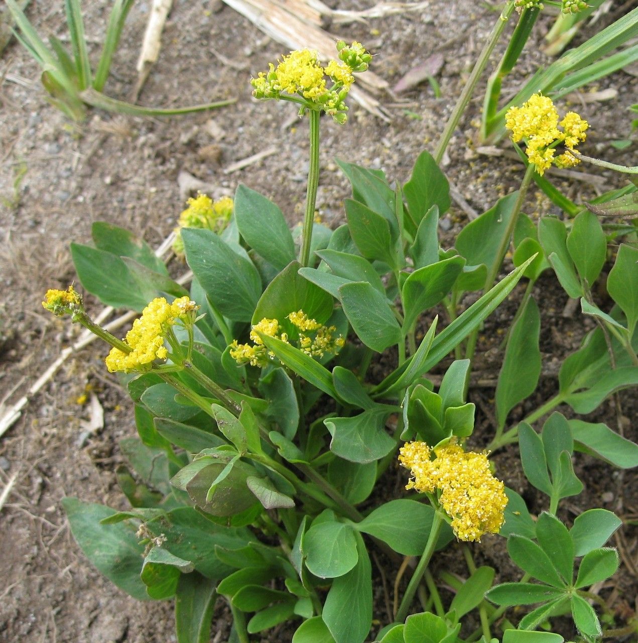 Tauschia stricklandii — related species from the same genus