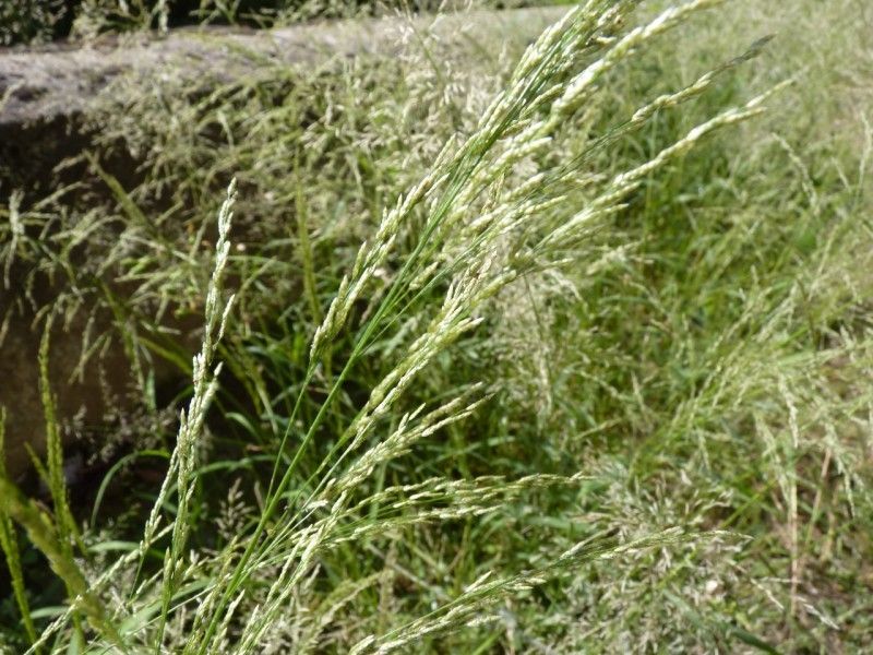 Eragrostis virescens habit