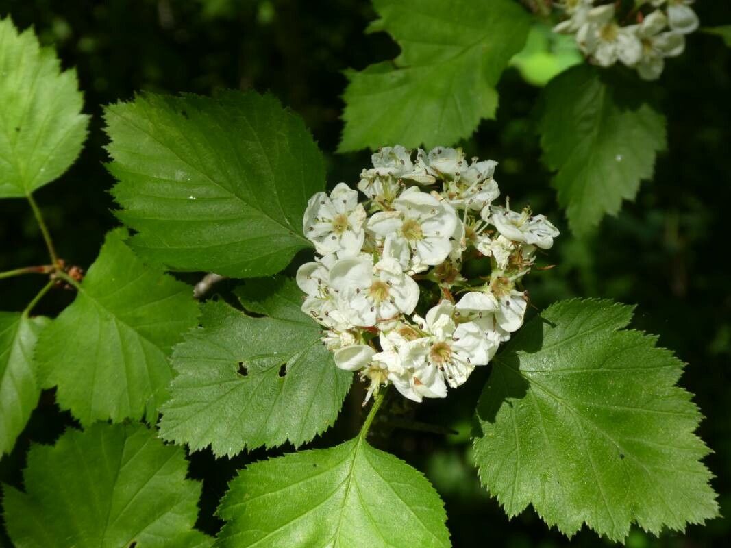 Karpatiosorbus latifolia flower