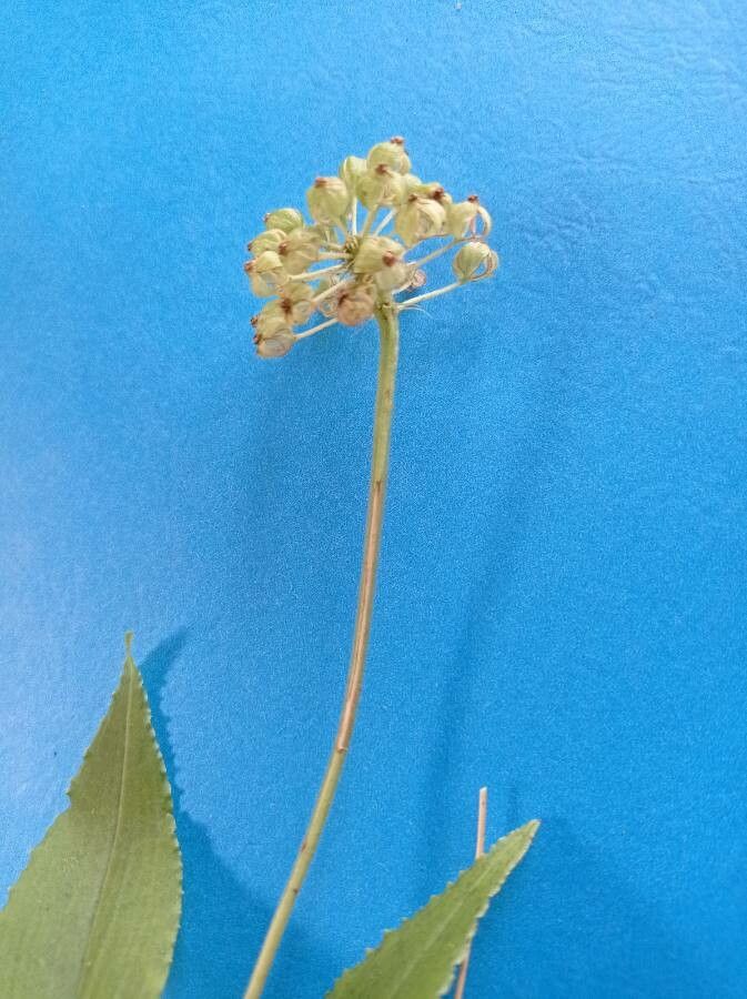 Malaxis crispifolia fruit