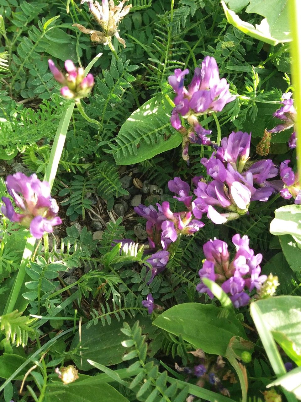 Astragalus danicus — search result for 'Astragalus'