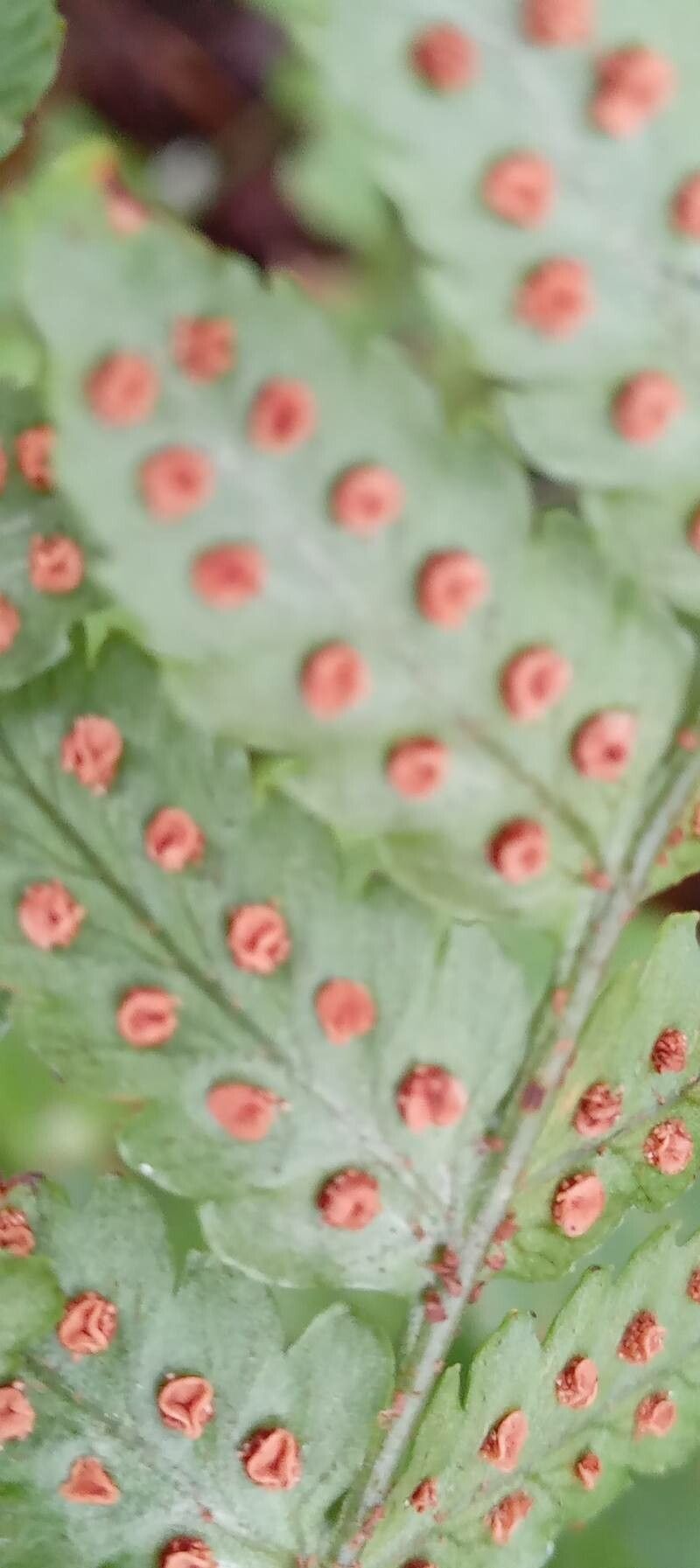 Dryopteris erythrosora fruit