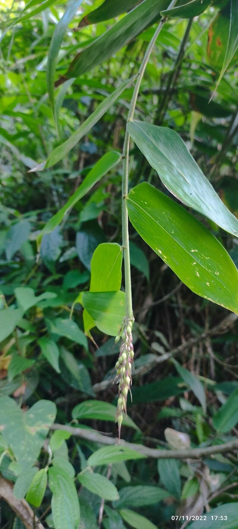 Sorghum arundinaceum