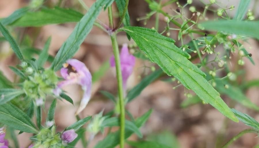 Galeopsis ladanum — related species from the same genus