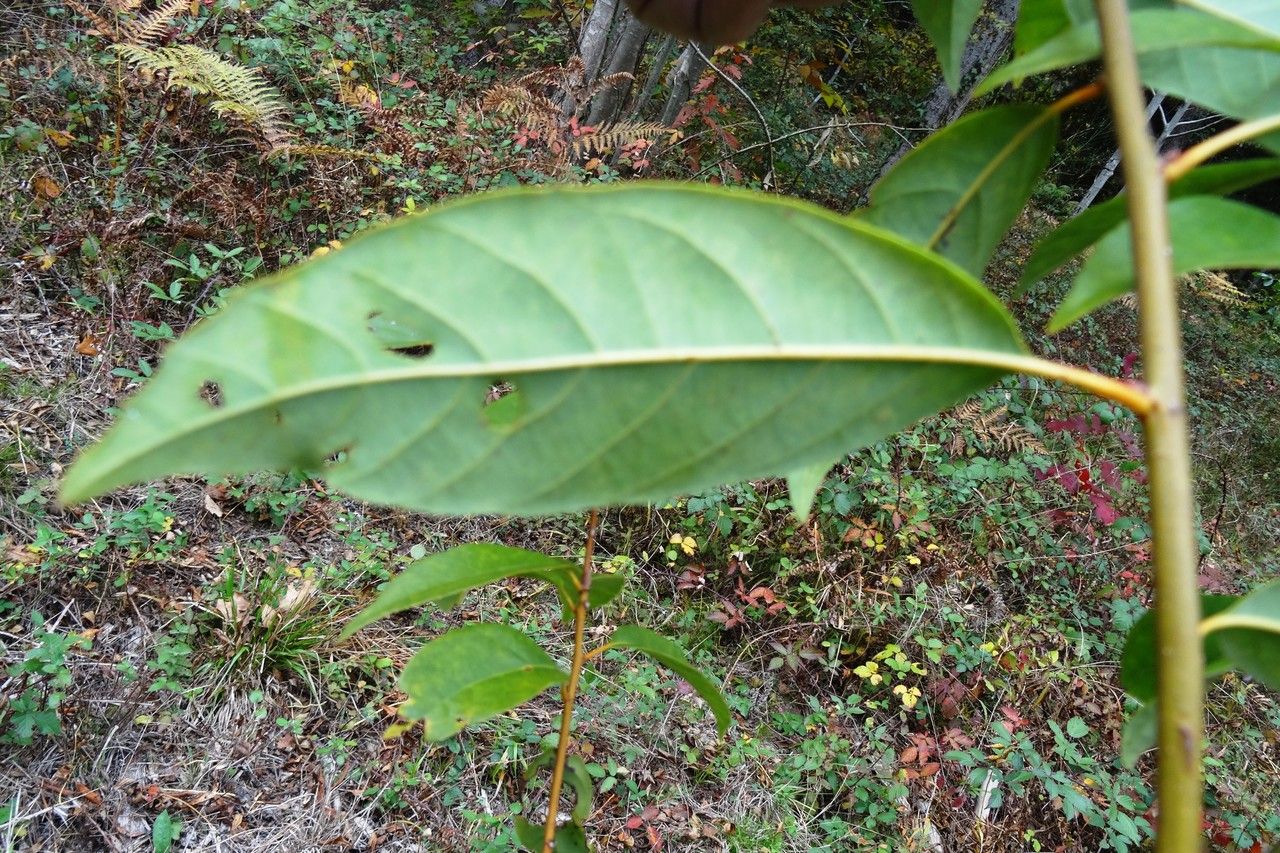 Quercus acuta leaf