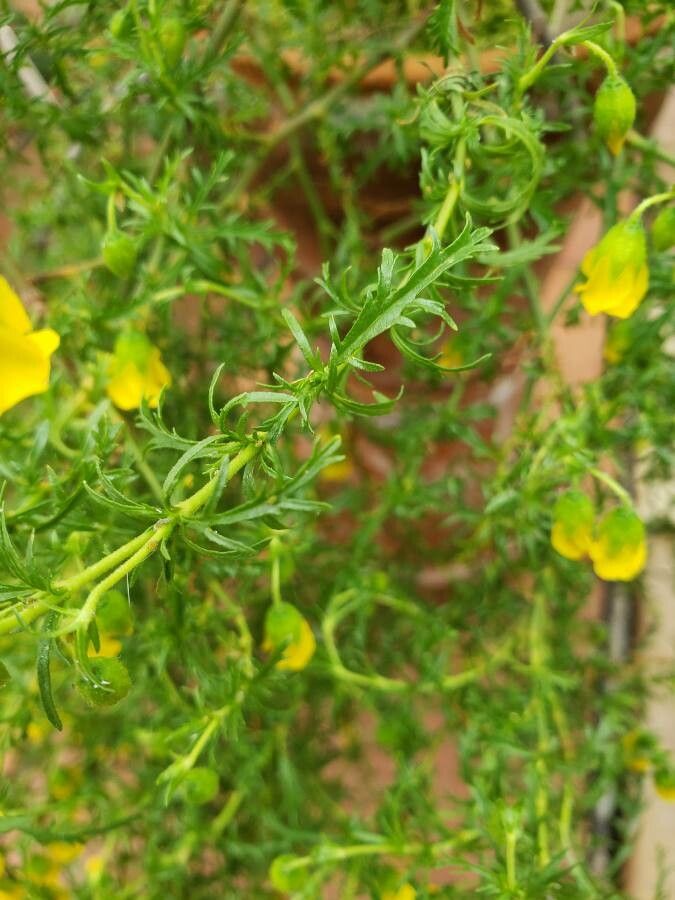 Hermannia pinnata — houseplant care guide