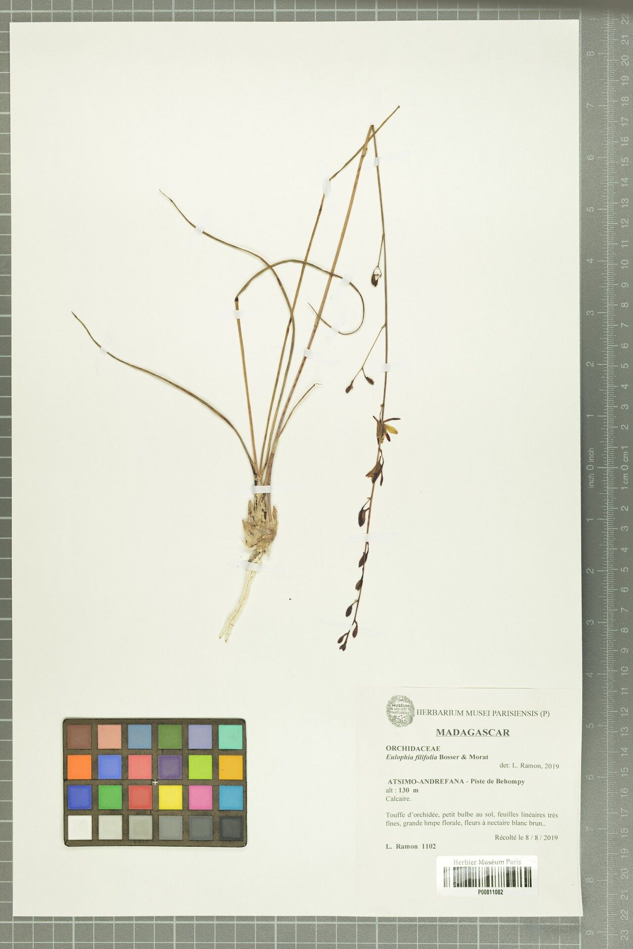 Eulophia filifolia — houseplant care guide