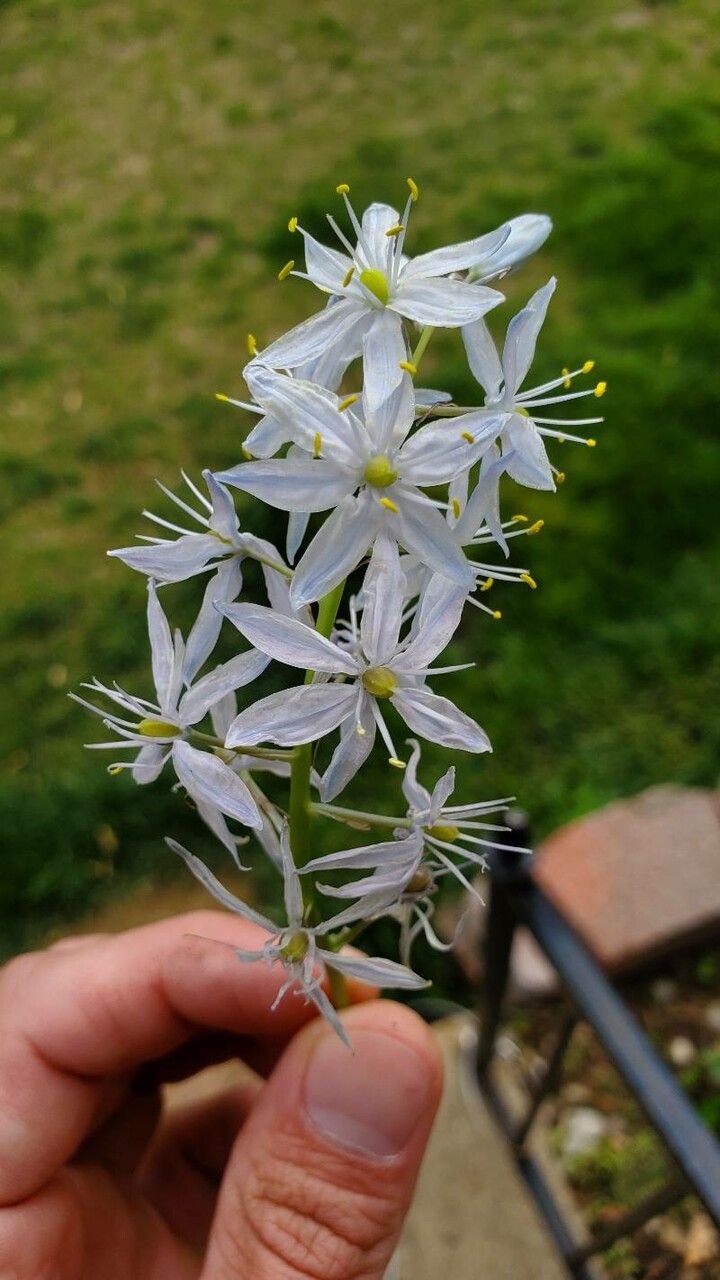 Camassia scilloides flower