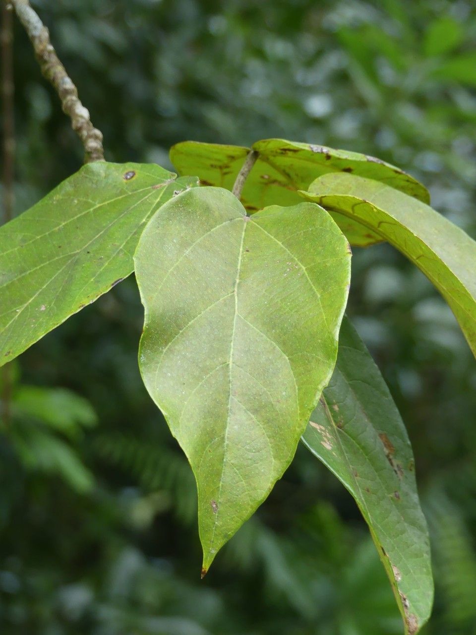 Ficus mauritiana leaf