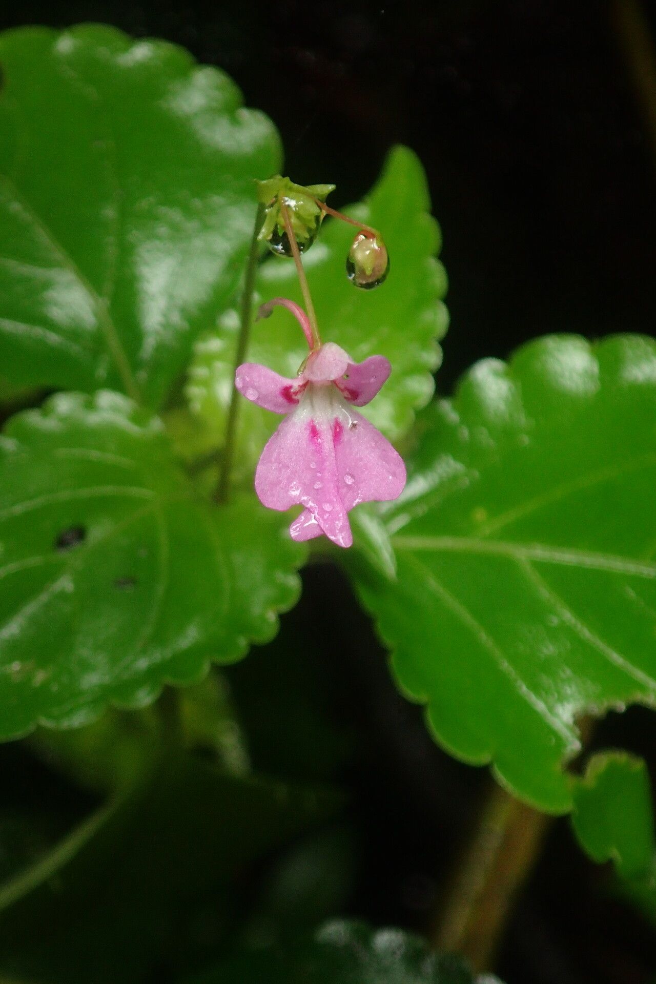 Impatiens filicornu flower