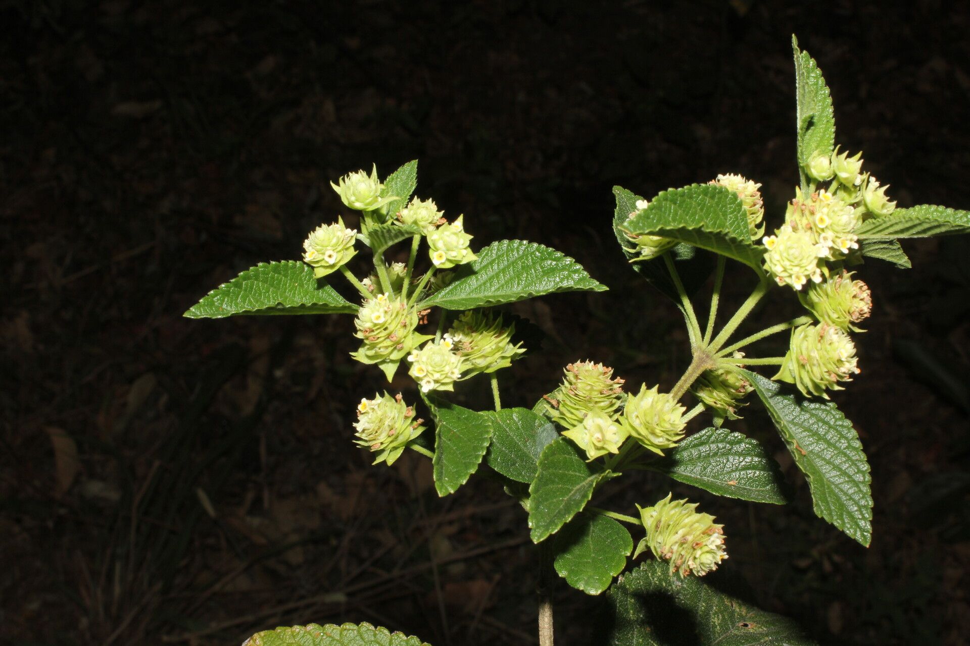Lippia cardiostegia flower