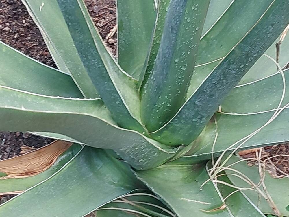 Agave triangularis leaf