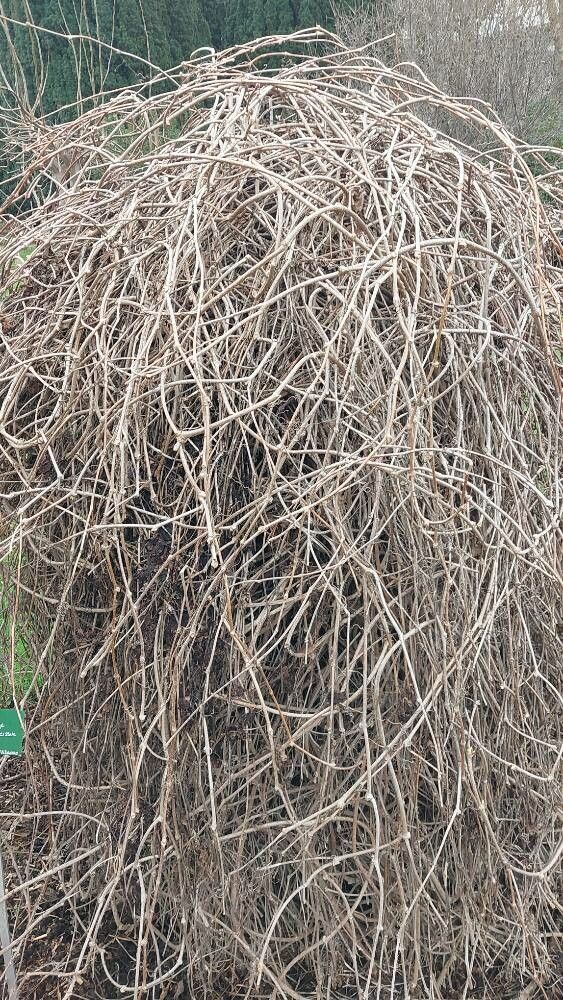 Parthenocissus vitacea bark