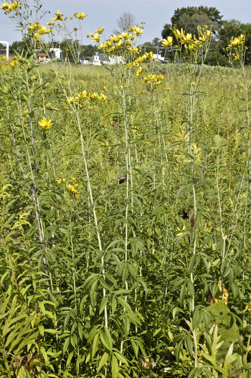 Coreopsis tripteris habit