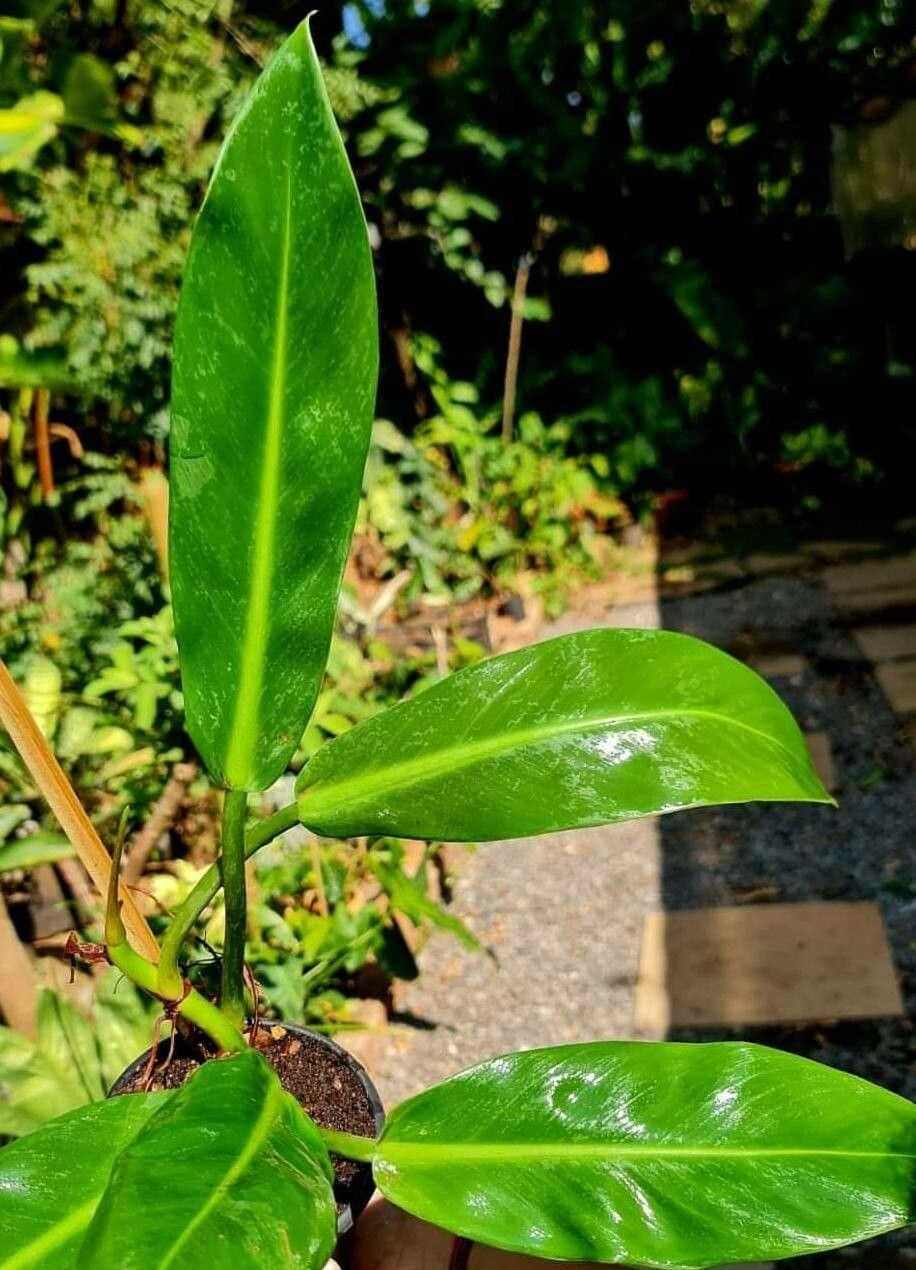 Philodendron ruizii — search result for 'Philodendron'