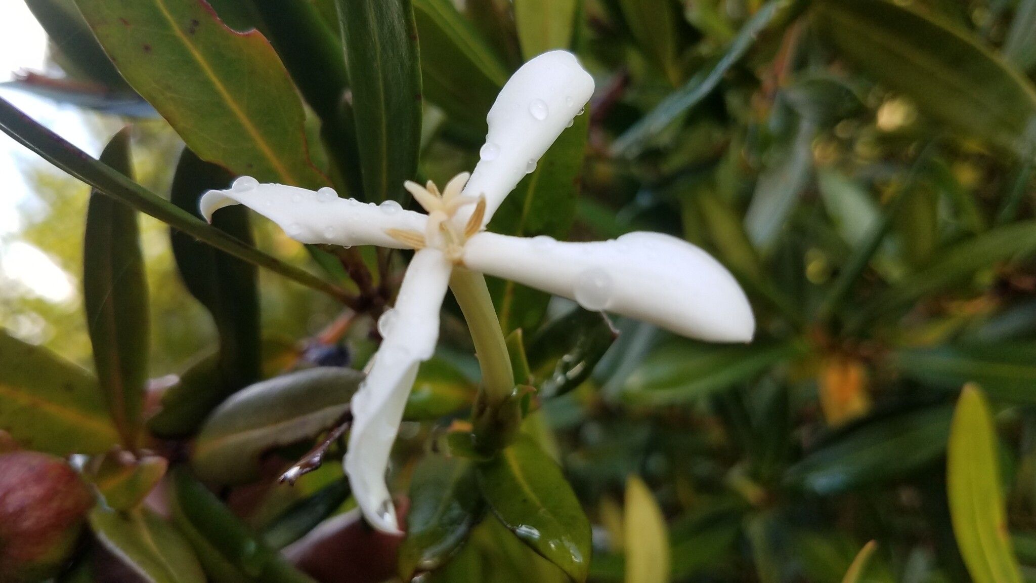 Ixora homolleae flower