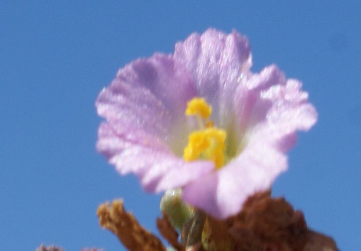 Frankenia composita flower