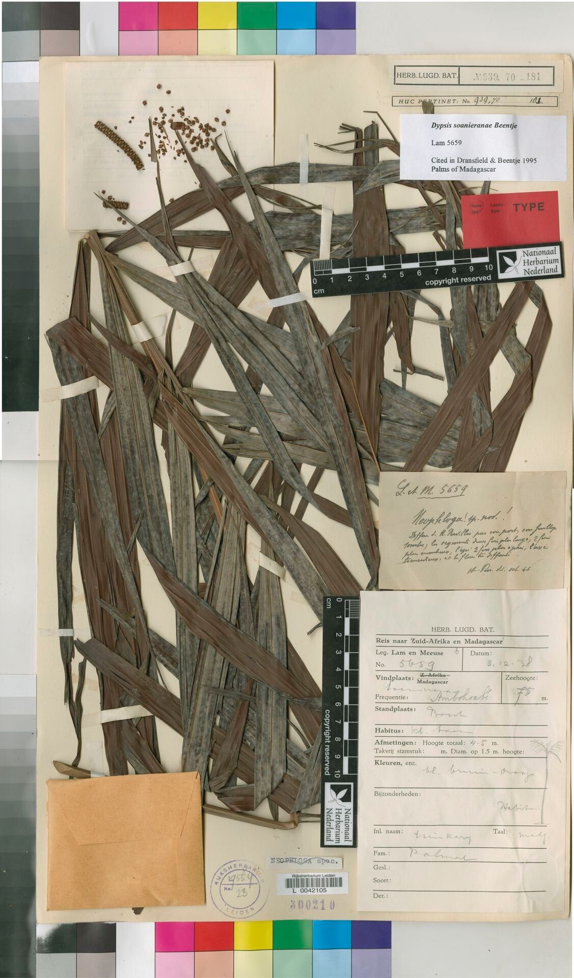 Dypsis soanieranae — houseplant care guide