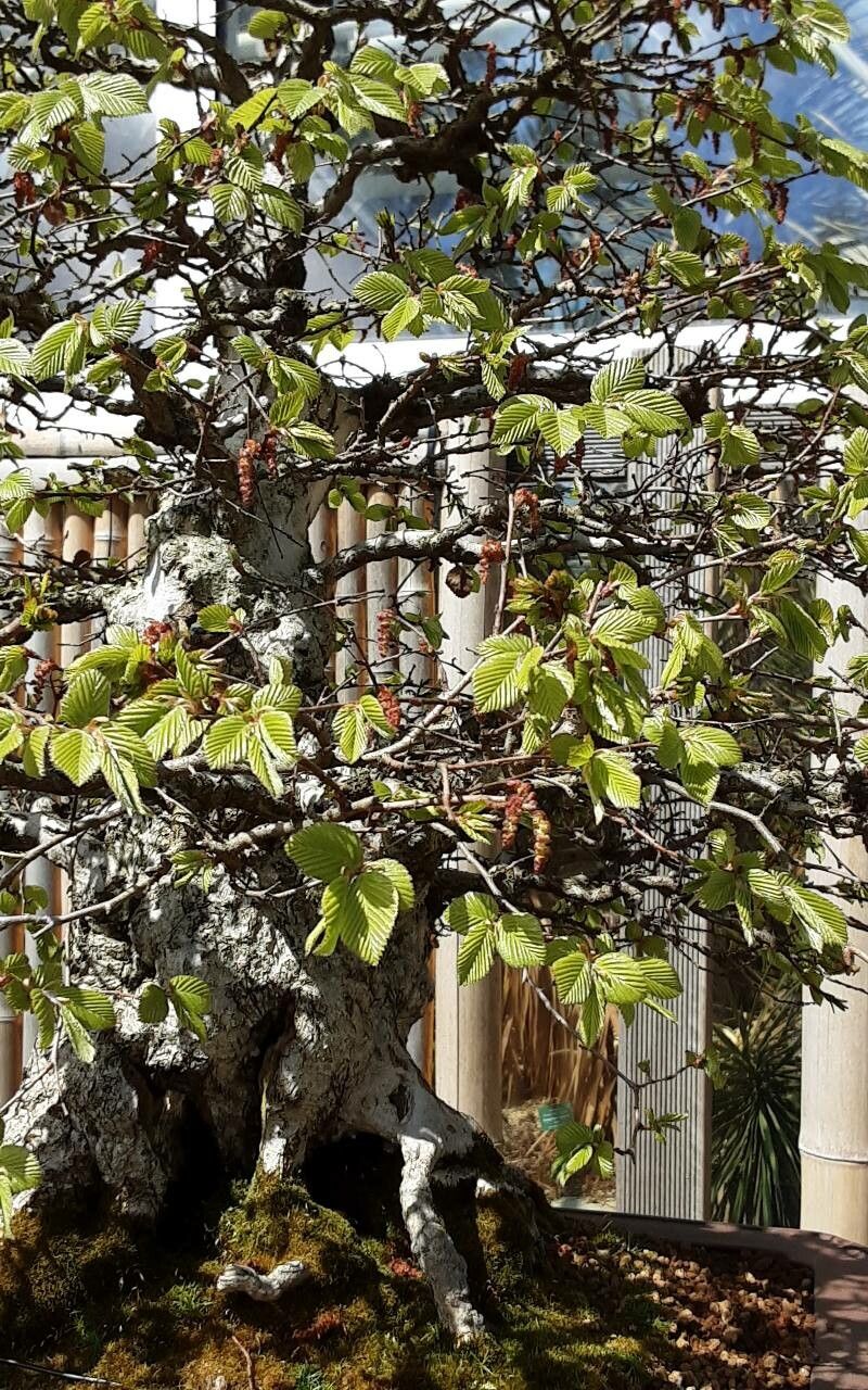 Carpinus turczaninovii leaf