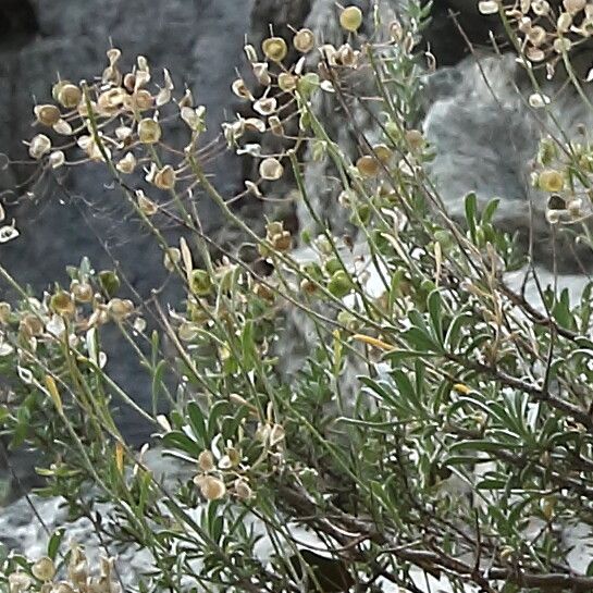 Hormathophylla macrocarpa fruit